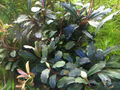 Bucephalandra sp. "Lamandau Mini Red"  5 Ableger Einzelpflanzen - Super Qualität