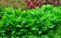 Aquarium Pflanze Staurogyne repens Tropica Nr.049G TC in Vitro