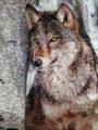 Decke mit Wolf im Schnee Motiv