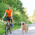 BIKEWALK - Hundeleine für das Fahrrad inkl Abstandshalter + Extension Leine Hund