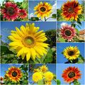 100 SAMEN PRÄCHTIGER SONNENBLUMEN MIX >10 SORTEN BUNTE SONNENBLUME MISCHUNG