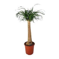 Beaucarnea Nolina - Elefantenfuß - Zimmerpflanze - Ø24cm - ↑95cm