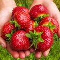 Set 10 Stk. GIGANT RIESENFRUCHT  Erdbeeren Riesenerdbeere Mehrjährig Süß FRIGO