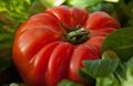 50 Samen Tomate Ochsenherz Tomatensamen Fleischtomate Tomaten Coeur De Boeuf