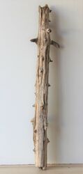 Treibholz Schwemmholz Driftwood 1 XXL Skulptur Terrarium Dekoration Garten 101cm