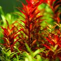 Tropica in Vitro rotala rontundifolia blood red Blutrote Rotala