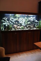 Aquarium Juwel rio 450 Liter mit Unterschrank "Eiche" - komplett eingerichtet