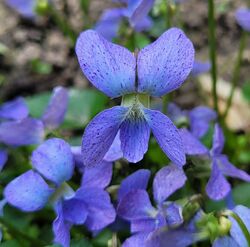 Veilchen Pfingst-Veilchen "Newa" Viola sororia Blau mit Sprenkeln