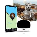 PET Finder 4G Weiß - PAJ GPS -GPS Tracker für Hunde LIVE Ortung