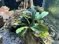 Bucephalandra sp Brownie Ghost Ulu Kapaus Aquariumpflanze Aufsitzerpflanze