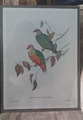 Vintage ornithologischer Druck Tropische Vögel John Gould in Glasrahmen