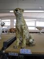 +# A002737 Goebel Archiv Muster Tier Animal Gepard Guepard Cheetah 36-035, XXL