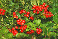 SAMEN Obst Strauch Beeren Ernte - die tolle Preiselbeere - wird zu Wild gereicht