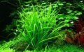 Aquarium Pflanze Helanthium tenellum 'Green' Tropica Nr.067A TC in Vitro