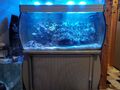 Meerwasseraquarium 300L L111/B50/H56 mit Fische     oder nur die Fische+Korallen