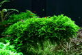 Aquarium Pflanze In Vitro 1 Moos Vesicularia dubyana Christmas 003A TC 1-2-Grow!