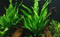 Aquarium Pflanze Microsorum pteropus Javafarn Wasserpflanzen Tropica Topf Nr.008