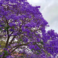 Paulownia elongata Blauglockenbaum Kiri Baum Winterhart bis ca. - 20 Grad -