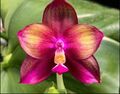 Taiwan Duft Orchidee Phalaenopsis MO662 Mituo Love ‘ Rainbow-520 ’