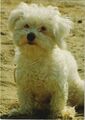 CPA AK Maltese dog DOG (1178215)