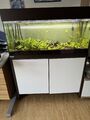 160 l Aquarium mit Unterschrank, Fische und allem Zubehör