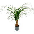 Kleiner Elefantenfuss - Beaucarnea recurvata - Nolina - Zimmerpflanze 12cm Topf