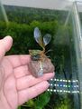 Hübsche dunkle Bucephalandra auf Lavastein 🌱 Buce Pflanze Plant #11 RARITÄT 