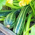 Gestreifte Zucchini COCOZELLE VON TRIPOLIS 10 Samen CUCURBITA alte Sorte ZART