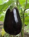 100 Samen AUBERGINE BLACK BEAUTY Eierfrucht Schwarze Schönheit ROBUSTE SORTE