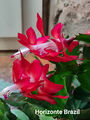 Schlumbergera Hybride " Horizonte Brazil "