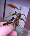 Bucephalandra KEDAGANG - Buce TOP Pflanze Nano Aquarium