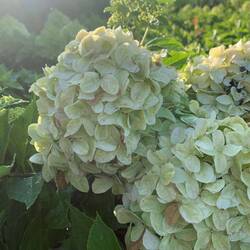 Rispenhortensie Hydrangea paniculata viele Sorten/Liefergrößen winterhart dauerb