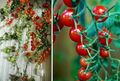 3 Kirsche-Tomaten schnellwüchsige immergrüne Obst Gemüse Pflanzen für den Garten