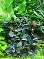 **' Bucephalandra sp. "Theia" -  3 Ableger Einzelpflanzen - Super Qualität **
