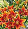 10 Zwiebeln Asiatische Lilien Blumenzwiebeln winterhart duftend schnellwüchsig