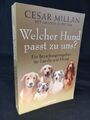 Welcher Hund passt zu uns? Ein Beziehungsratgeber für Familie und Hund Millan, C