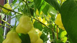 Chilisamen "Aji White Fantasy" 10 Samen / Bio Saatgut