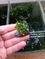 BUCEPHALANDRA auf Schieferstein Mini Nano TOP Pflanze RARITÄT plant Aquarium #4