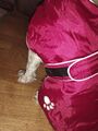 Hundemantel Hundejacke Winter Hunde Kleidung Warm Weste kleine Hunde Gebraucht 