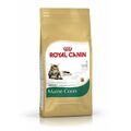 Royal Canin Maine Coon | 10kg King Size Kroketten