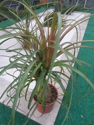 Beaucarnea recurvata, Nolina recurvata, Elefantenfuß 40-50cm, verzweigte Stämme