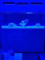 Meerwasseraquarium komplett, Aqua Medic Armatus 450 weiß