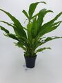 1 Javafarn MP XXL 30-40 cm, Microsorium, Barschfest + 3 MK Wasserpflanzen