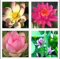 🌸20 Samen Lotus Mischung 🌸  nelumbo nucifera   🌸 Winterhart & Robust