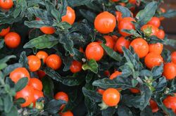 3 Zwergen-Tomaten schnellwüchsige immergrüne Obst Gemüse Pflanzen für den Garten