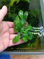 BUCEPHALANDRA spec.  Clumb auf Stein  🌱 Schieferstein Pflanze plant Aquarium #9