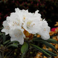 INKARHO - Rhododendron Yaku Angel 15-20cm - Alpenrose