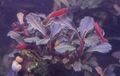  Aquariumpflanze / Bucephalandra sp. Galaxy Purple Mini / Ableger 🌸🌼🪷🏵🌷