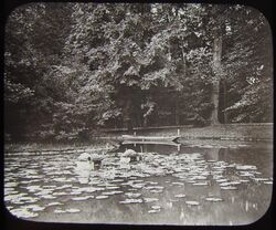 GWW Glas Zauberlaterne Rutsche SEE IM PARK ROTTERDAM C1890 NIEDERLANDE FISCHFALLE