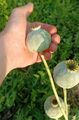 Schlafmohn Papaver somniferum 'Extaz' Medizinische Sorte